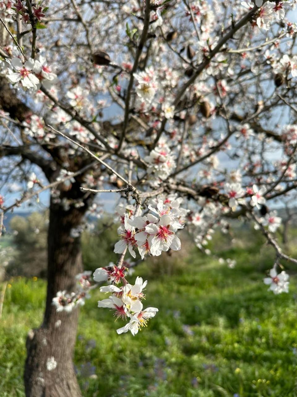 Roba Albanisi Hotel Aragona Buitenkant foto
